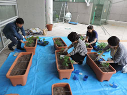 ゴーヤ　苗植え　全体.jpg