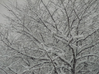 木々に降り積もる雪.JPG