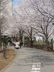 桜　３.jpg