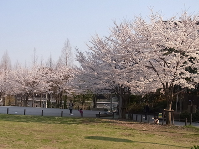 桜１.JPG