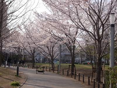 桜２.JPG