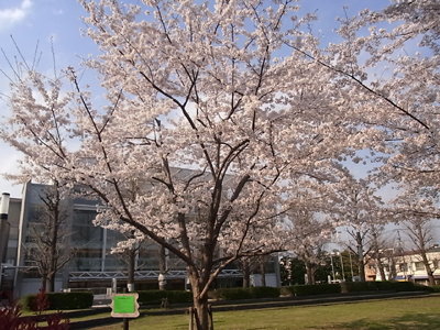 桜５.JPG