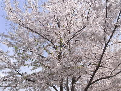 桜１.JPG