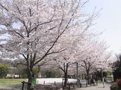 桜２.JPG