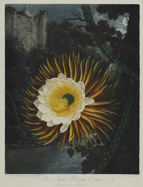 R. J.ソーントン編、ライナグル（花）とペザー（風景）画 ダンカートン版刻 《フローラの神殿「夜の女王」》 1800年